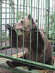 Медведица Маша - живой символ Ярославля