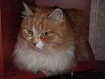 Кот Филимон
